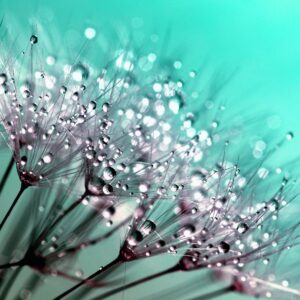 Usui Reiki Master Level 1