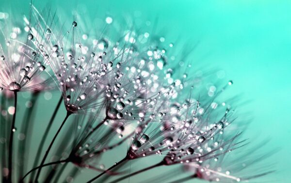 Usui Reiki Master Level 1