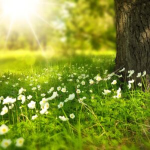 Divine Harmony Reiki - Level 2
