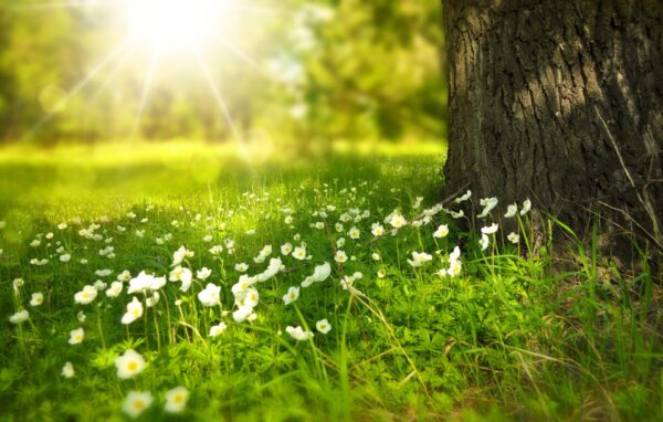 Divine Harmony Reiki - Level 2